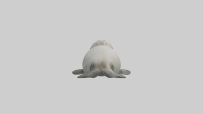 3D model Babyseal Model 1 VR / AR / low-poly