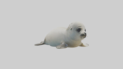 3D model Babyseal Model 1 VR / AR / low-poly