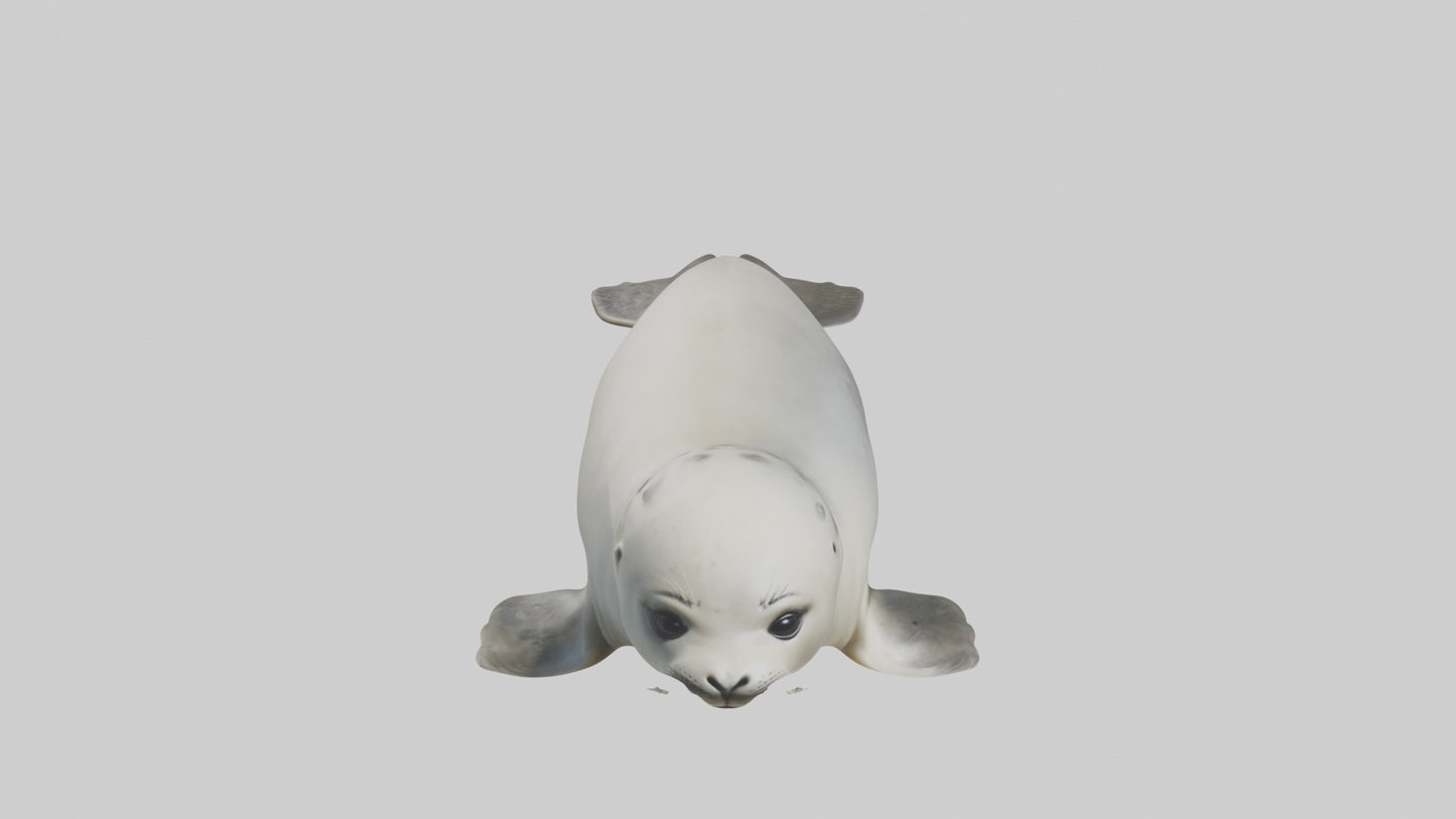 3D model Babyseal Model 1 VR / AR / low-poly