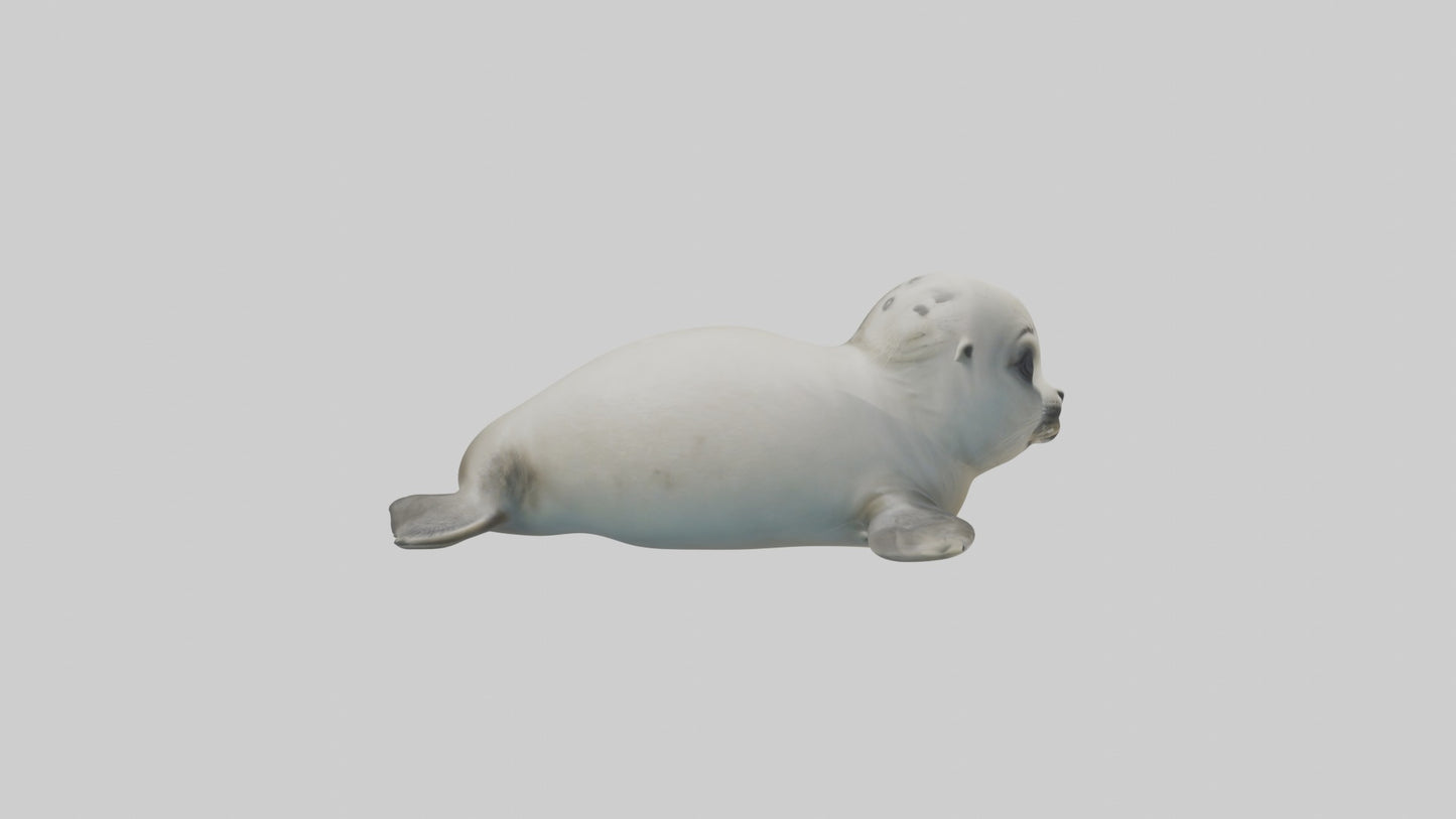3D model Babyseal Model 1 VR / AR / low-poly