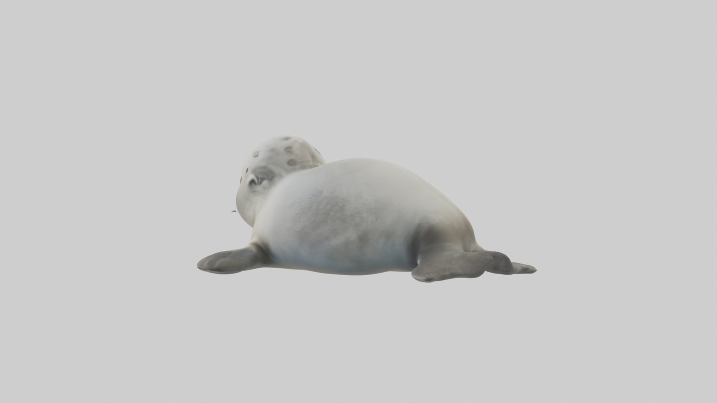 3D model Babyseal Model 1 VR / AR / low-poly