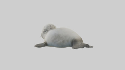 3D model Babyseal Model 1 VR / AR / low-poly