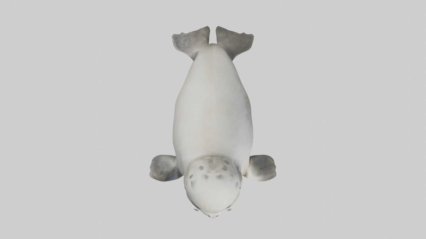 3D model Babyseal Model 1 VR / AR / low-poly