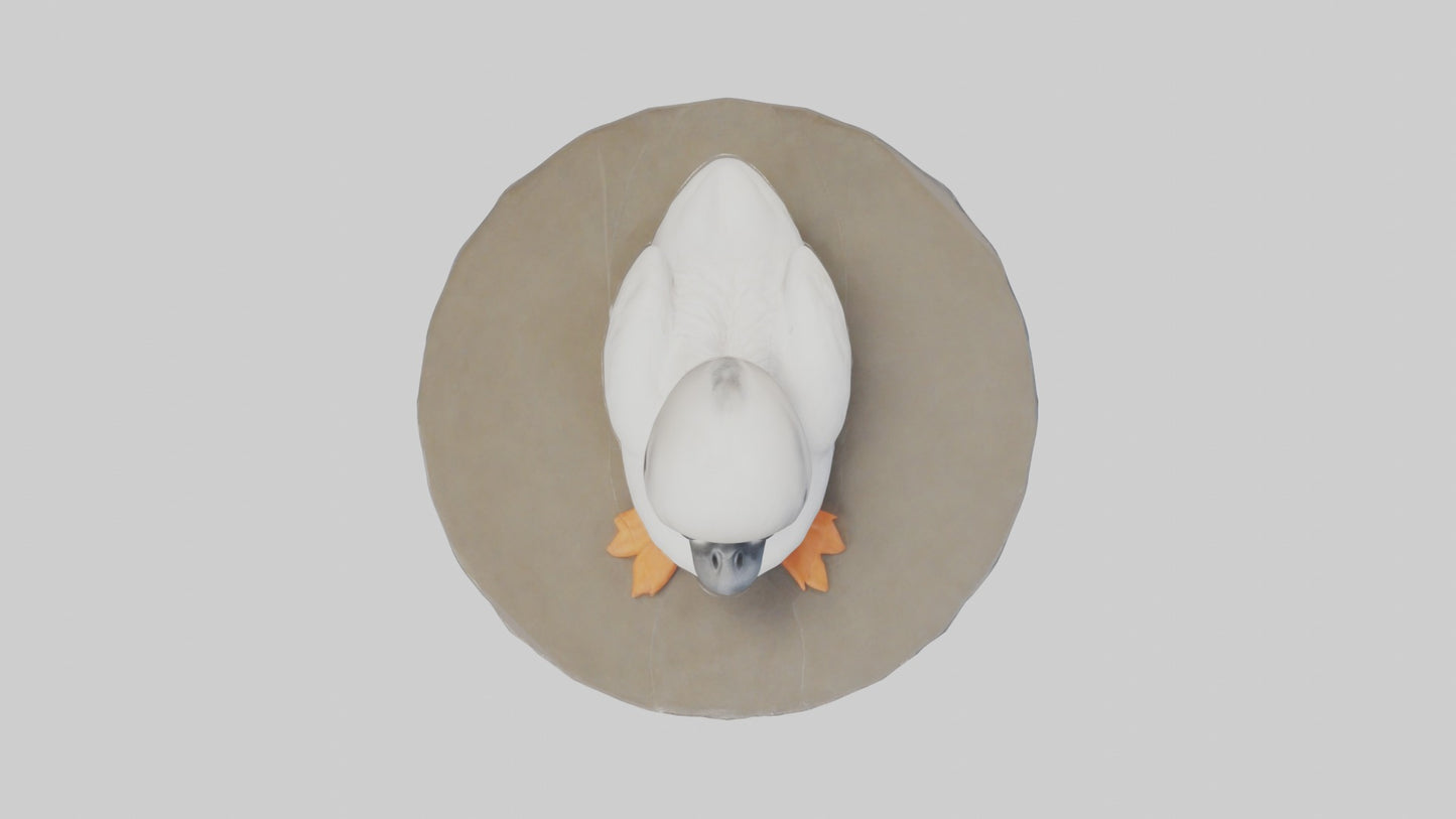 3D model Babyswan Model 1 VR / AR / low-poly