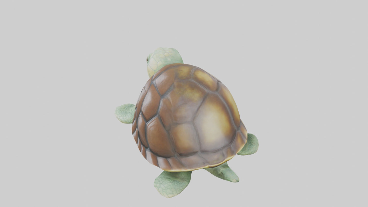 3D model Babyturtle Model 1 VR / AR / low-poly