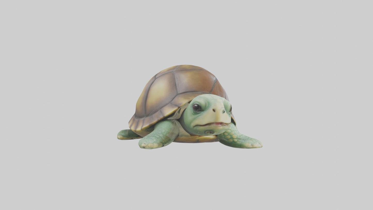 3D model Babyturtle Model 1 VR / AR / low-poly