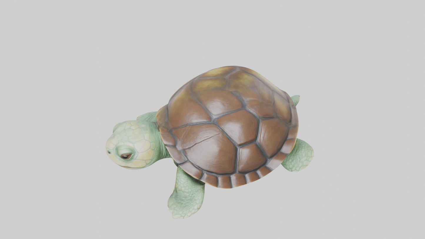 3D model Babyturtle Model 1 VR / AR / low-poly