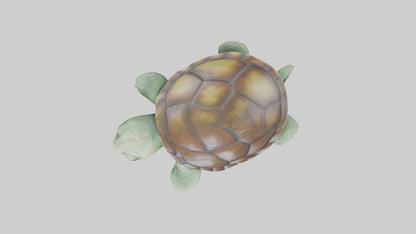 3D model Babyturtle Model 1 VR / AR / low-poly