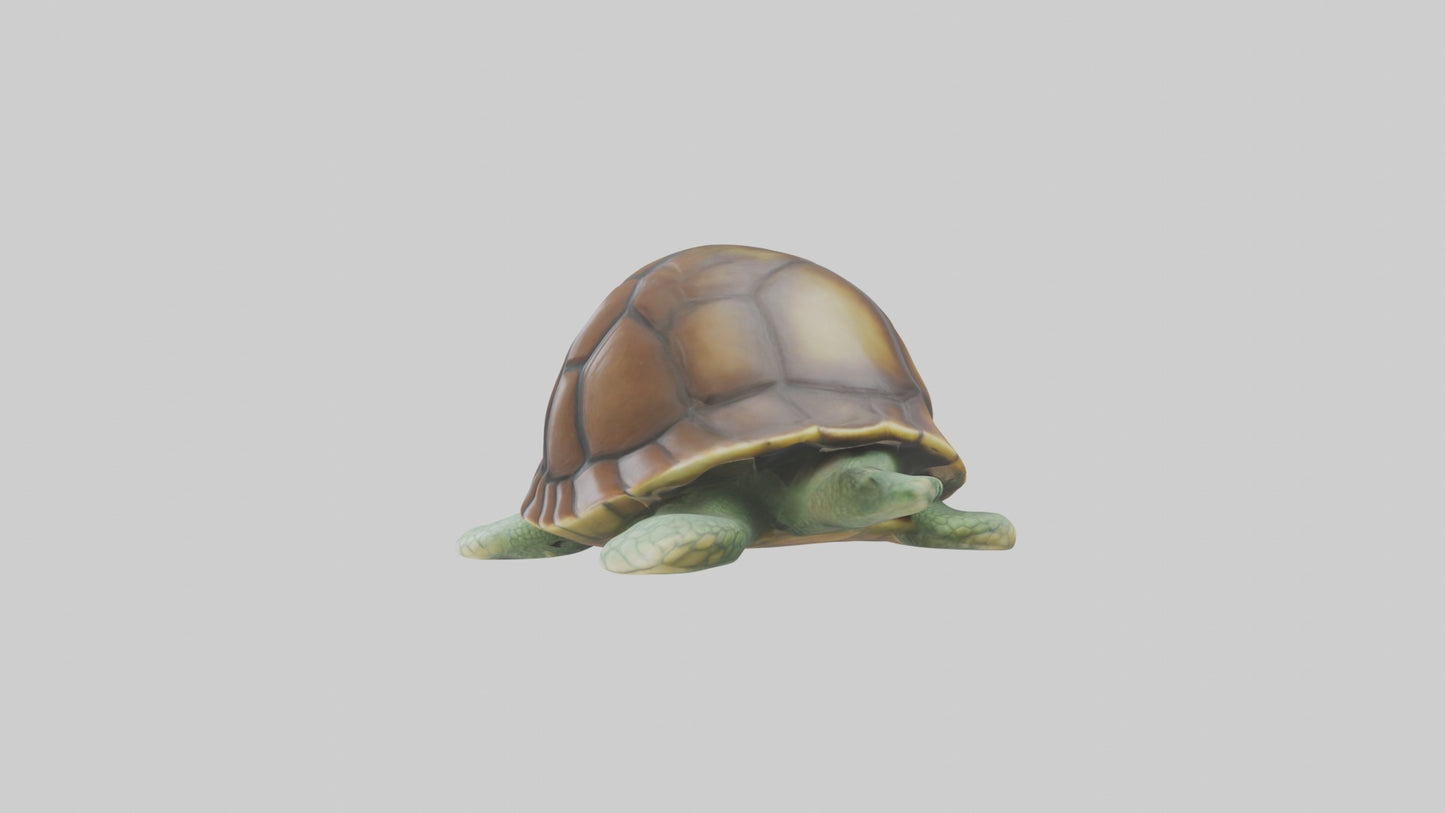 3D model Babyturtle Model 1 VR / AR / low-poly