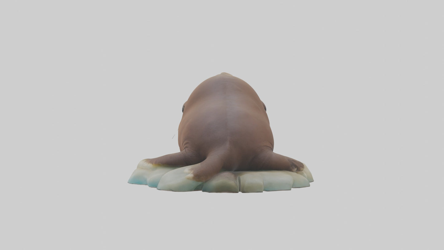 3D model Babywalrus Model 1 VR / AR / low-poly