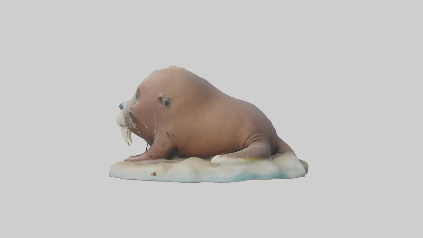 3D model Babywalrus Model 1 VR / AR / low-poly
