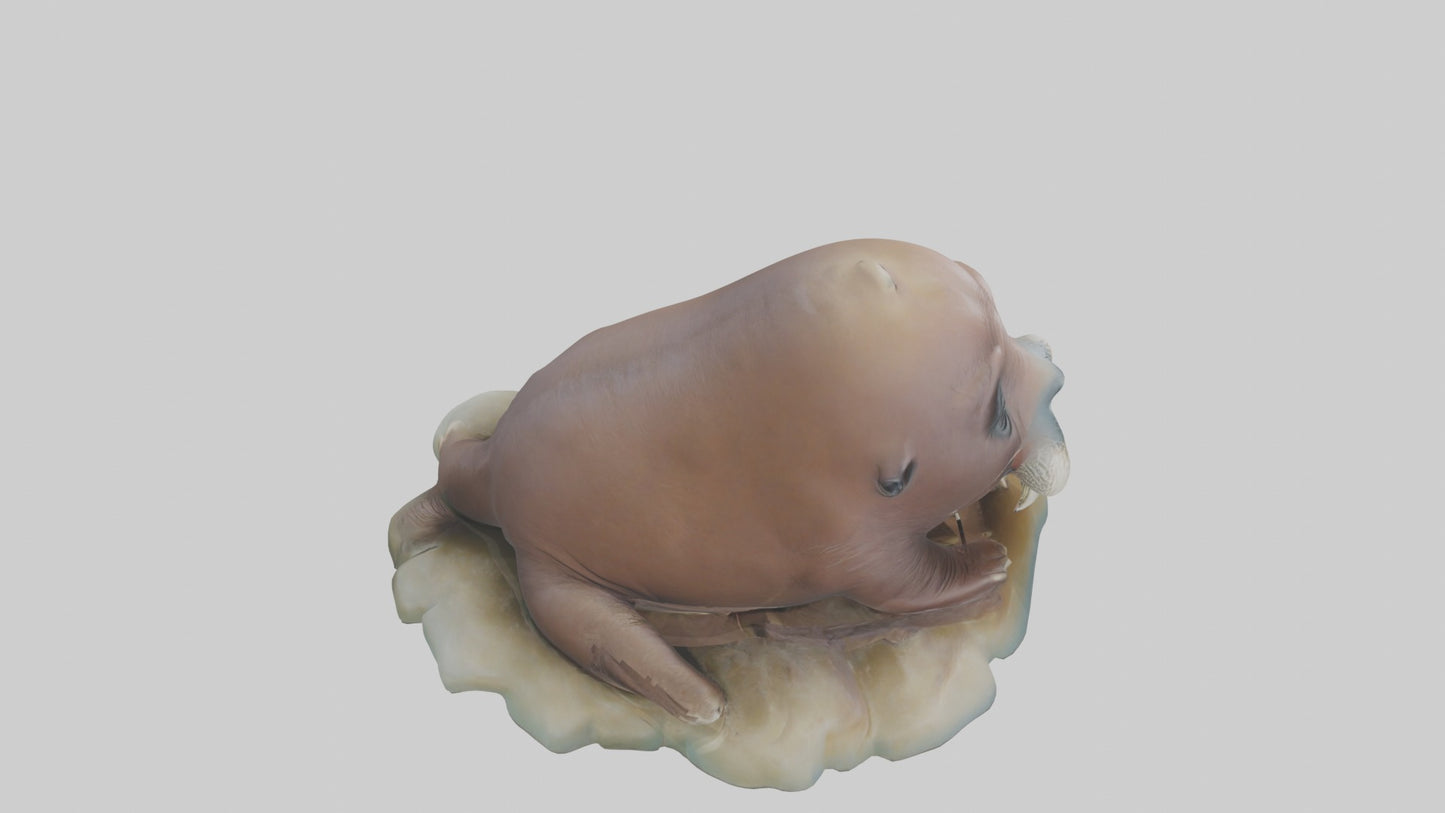 3D model Babywalrus Model 1 VR / AR / low-poly