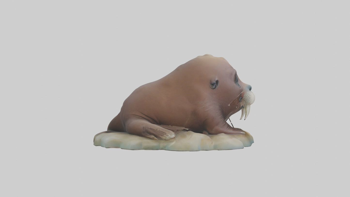 3D model Babywalrus Model 1 VR / AR / low-poly