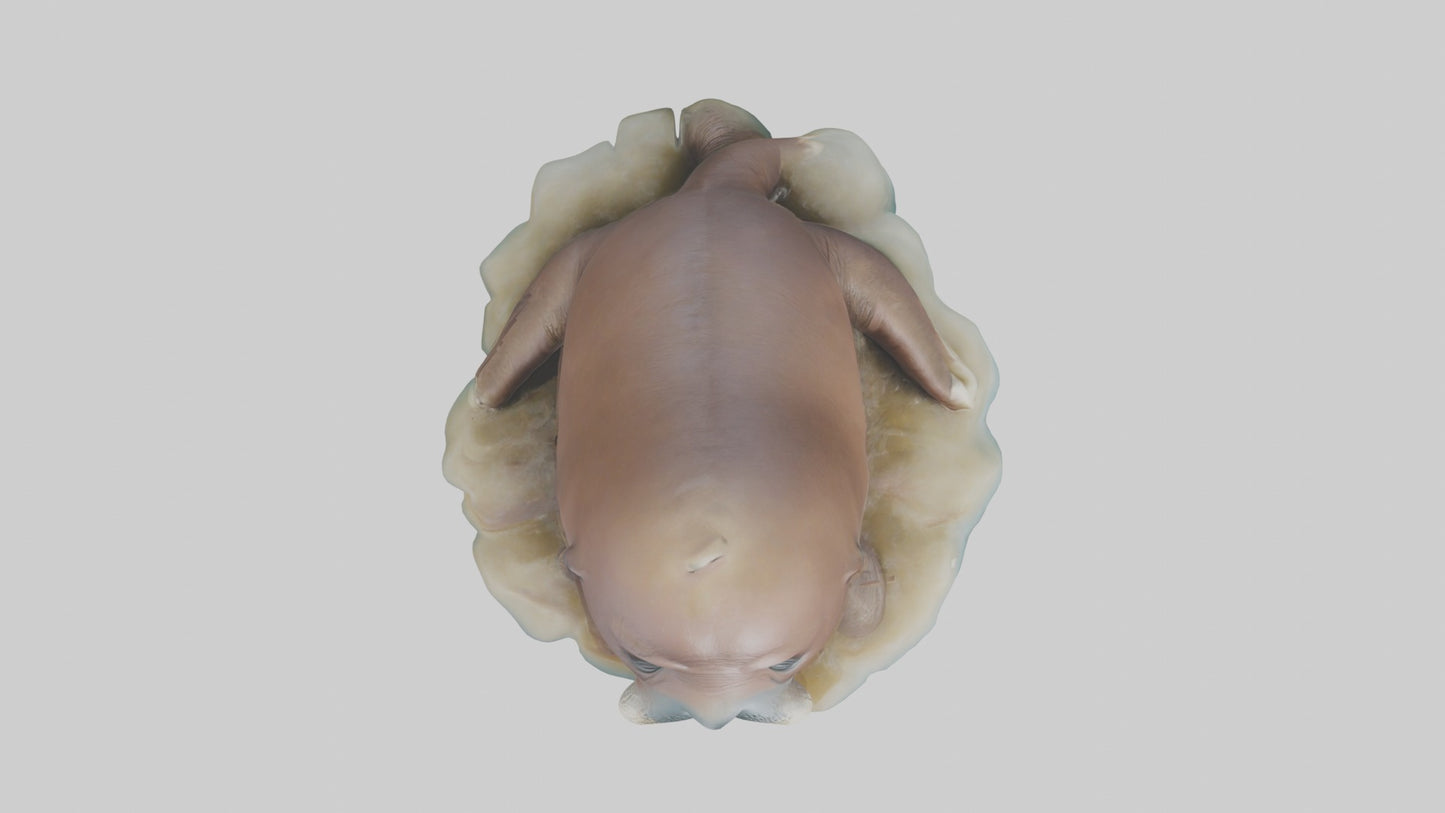 3D model Babywalrus Model 1 VR / AR / low-poly