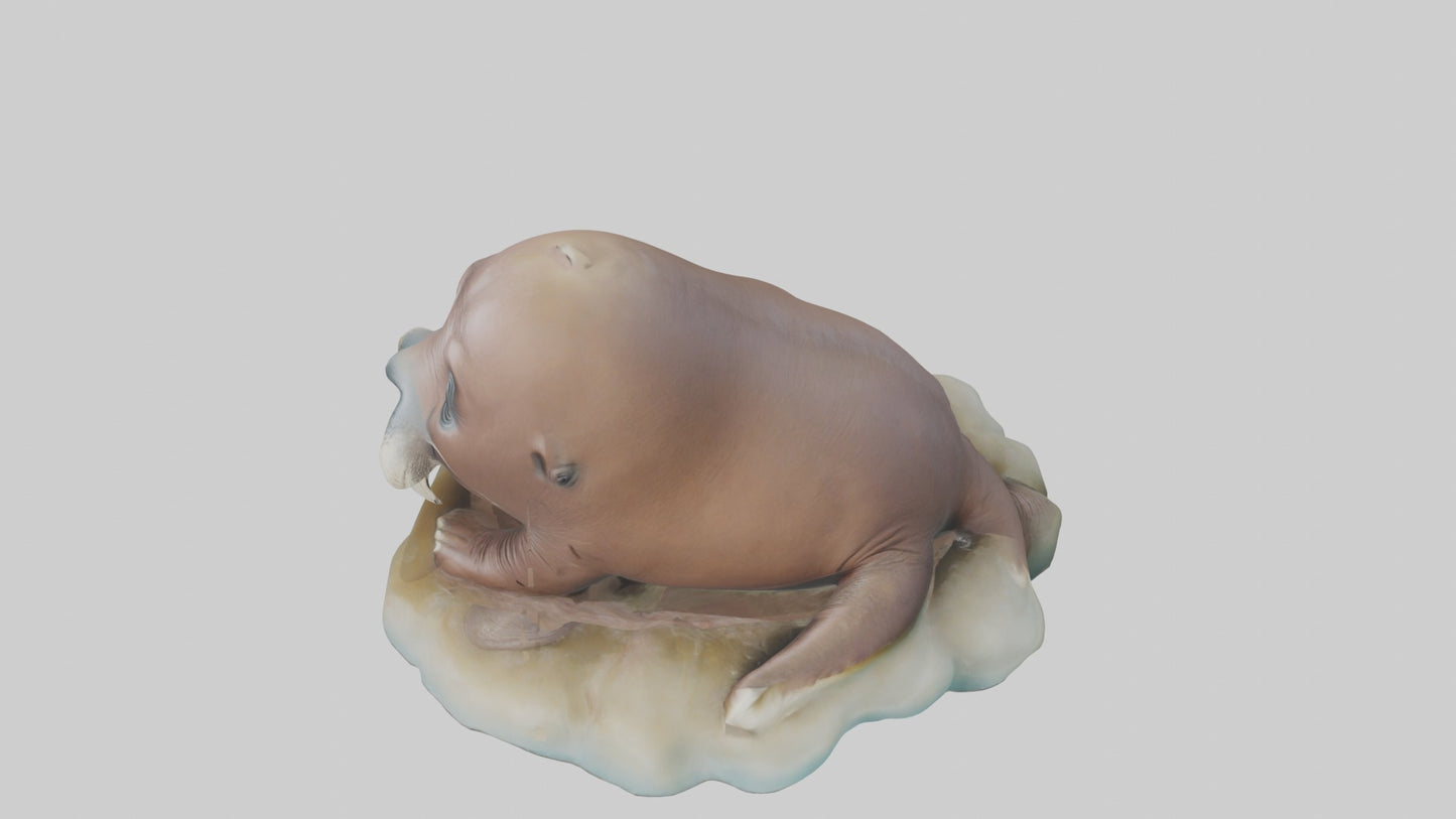3D model Babywalrus Model 1 VR / AR / low-poly