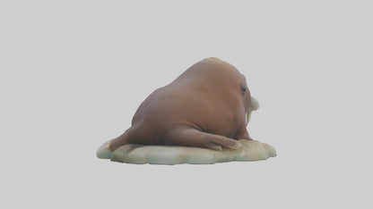 3D model Babywalrus Model 1 VR / AR / low-poly