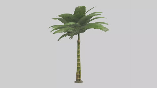 3D model Bamboo Palm Model VR / AR / low-poly