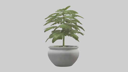 3D model Basil Model VR / AR / low-poly