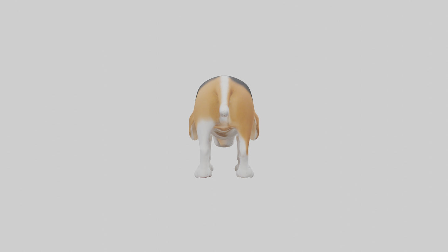 3D model Beagle dog sniffing ground model VR / AR / low-poly