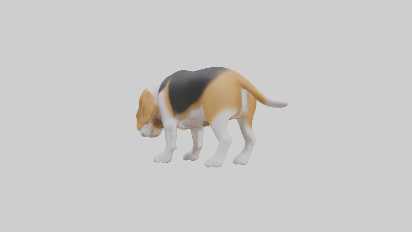3D model Beagle dog sniffing ground model VR / AR / low-poly