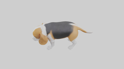 3D model Beagle dog sniffing ground model VR / AR / low-poly