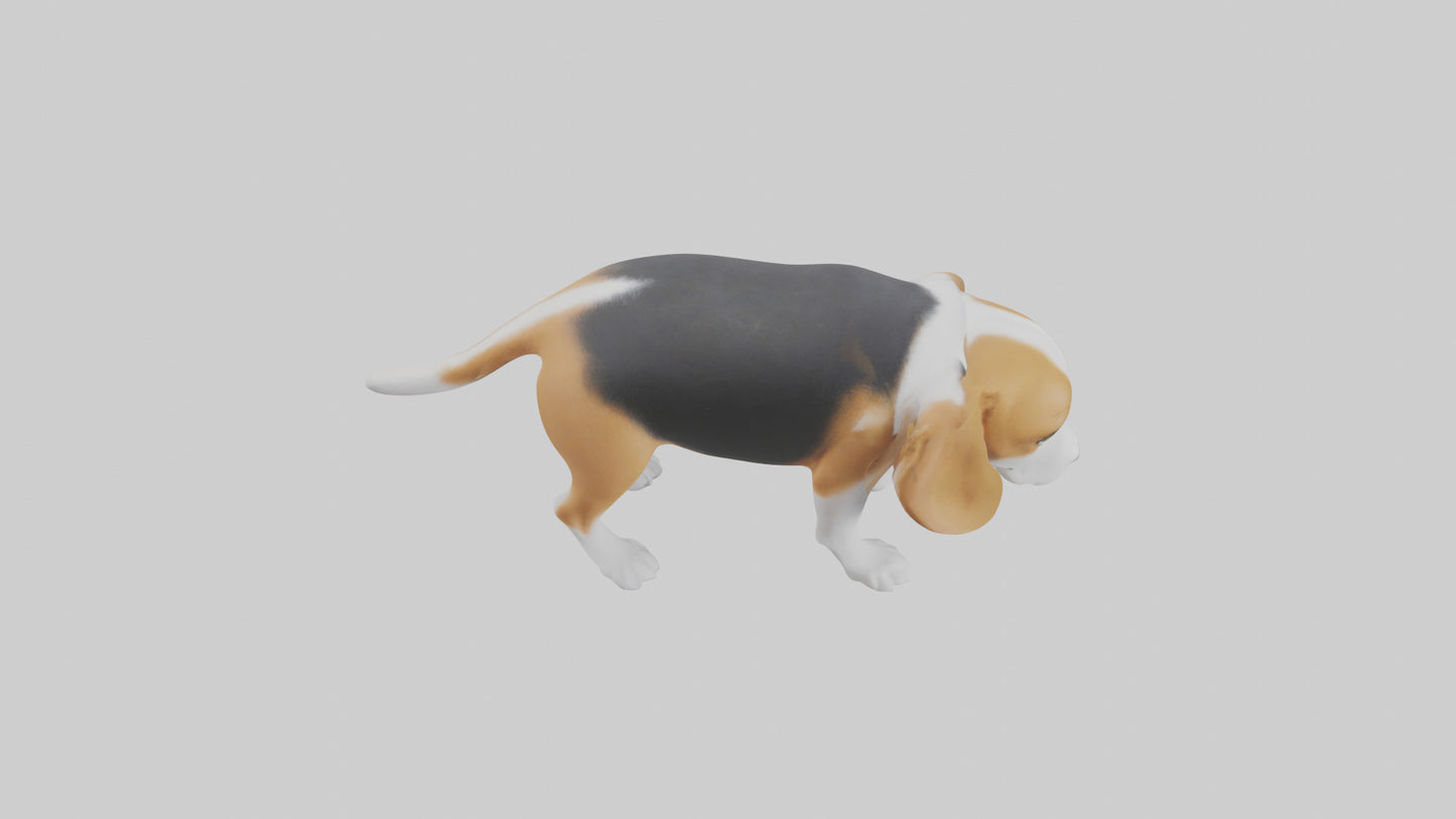 3D model Beagle dog sniffing ground model VR / AR / low-poly