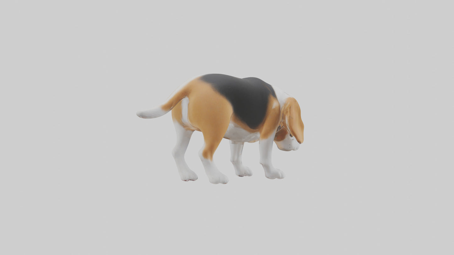 3D model Beagle dog sniffing ground model VR / AR / low-poly