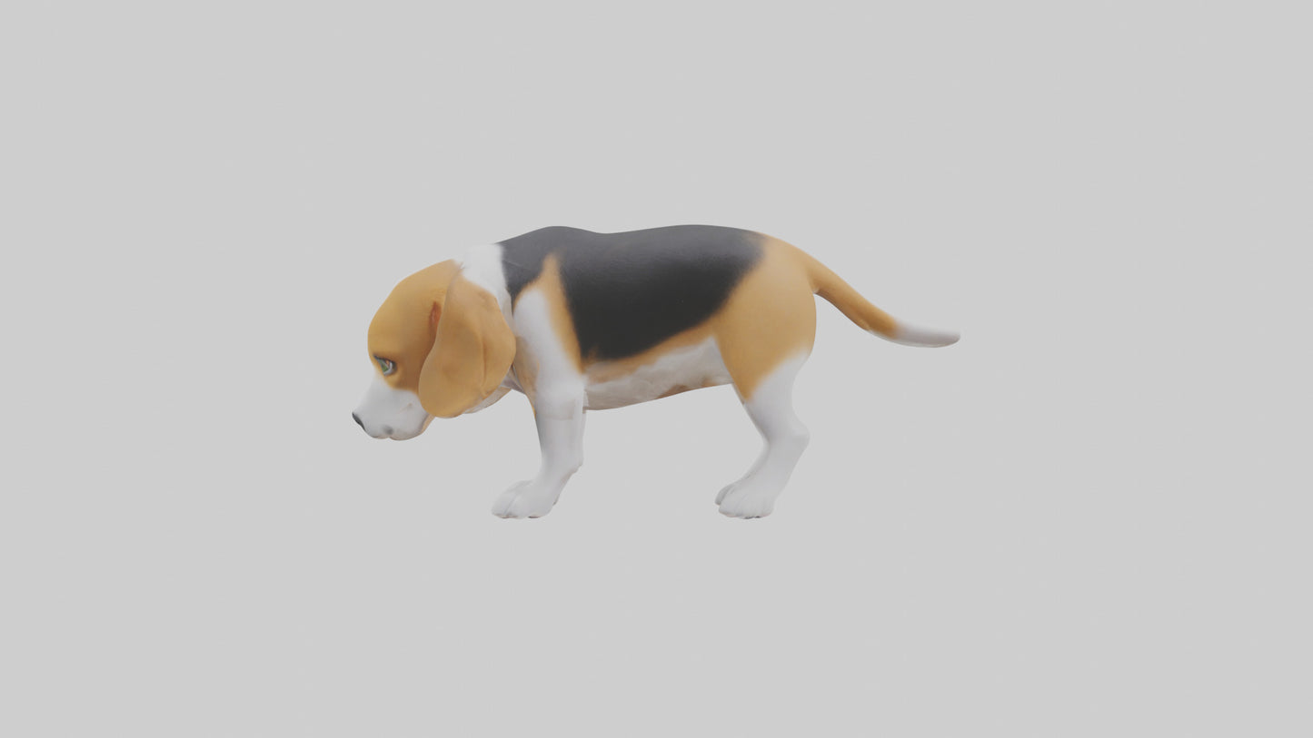 3D model Beagle dog sniffing ground model VR / AR / low-poly