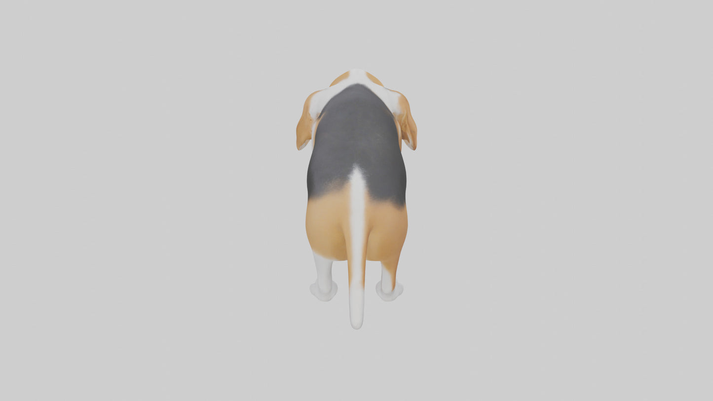 3D model Beagle dog sniffing ground model VR / AR / low-poly
