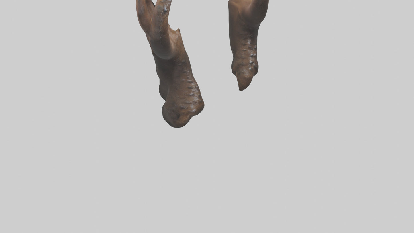 3D model Bear Claws VR / AR / low-poly