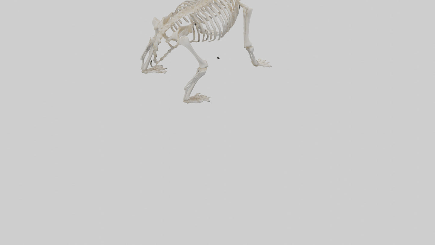 3D model Bear Skeleton model VR / AR / low-poly