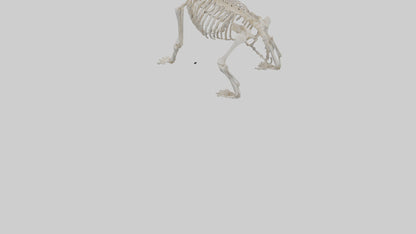 3D model Bear Skeleton model VR / AR / low-poly