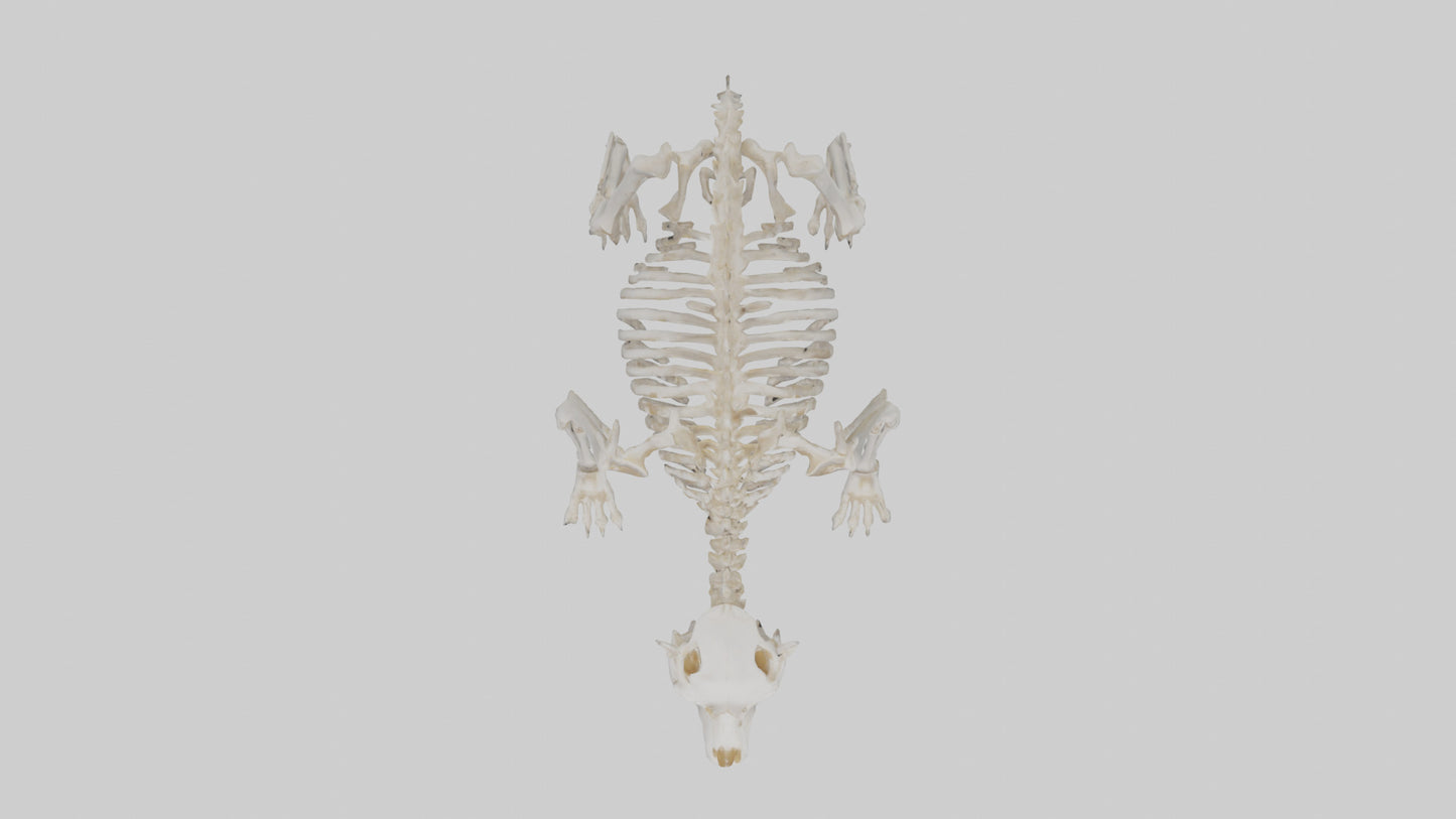 3D model Bear Skeleton model VR / AR / low-poly