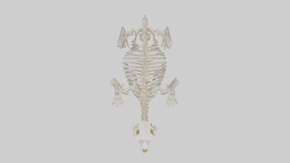 3D model Bear Skeleton model VR / AR / low-poly