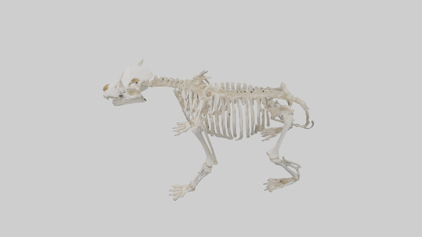 3D model Bear Skeleton model VR / AR / low-poly