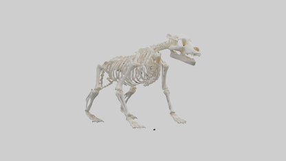 3D model Bear Skeleton model VR / AR / low-poly