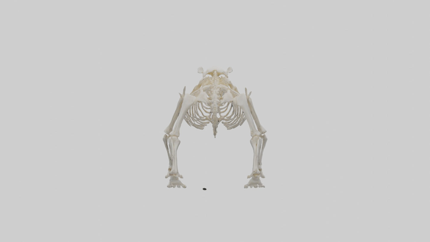 3D model Bear Skeleton model VR / AR / low-poly