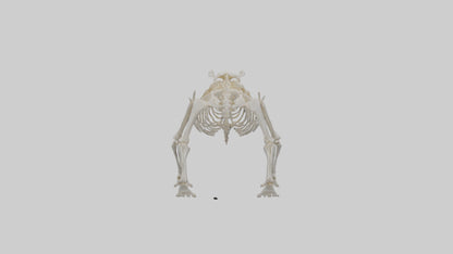3D model Bear Skeleton model VR / AR / low-poly