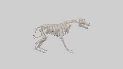 3D model Bear Skeleton model VR / AR / low-poly
