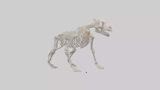 3D model Bear Skeleton model VR / AR / low-poly