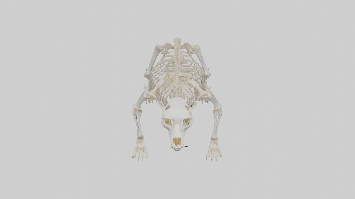3D model Bear Skeleton model VR / AR / low-poly