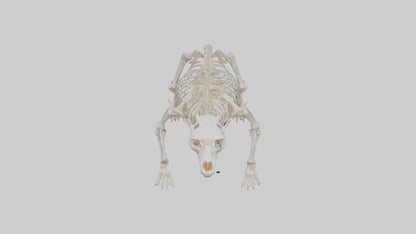 3D model Bear Skeleton model VR / AR / low-poly