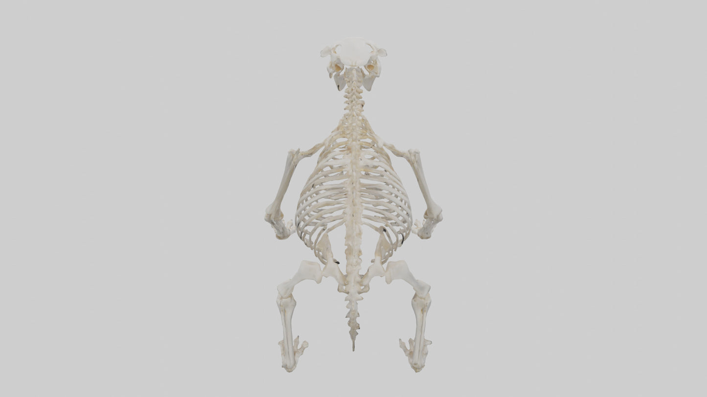 3D model Bear Skeleton model VR / AR / low-poly