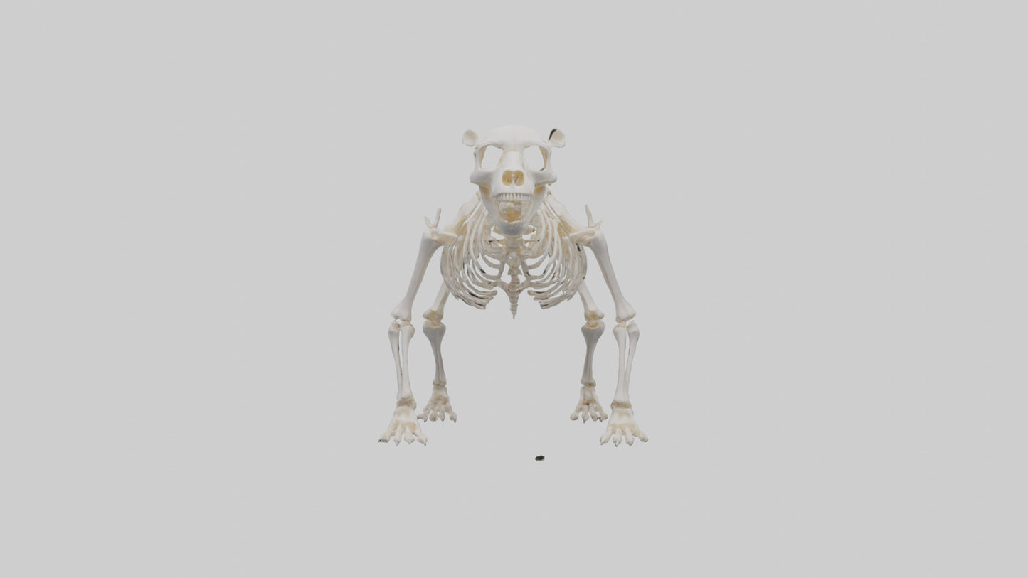 3D model Bear Skeleton model VR / AR / low-poly