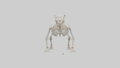 3D model Bear Skeleton model VR / AR / low-poly