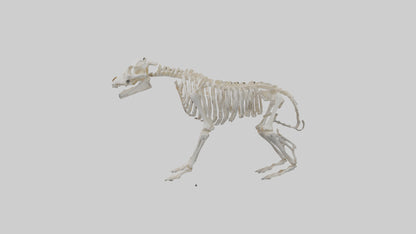 3D model Bear Skeleton model VR / AR / low-poly