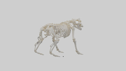 3D model Bear Skeleton model VR / AR / low-poly