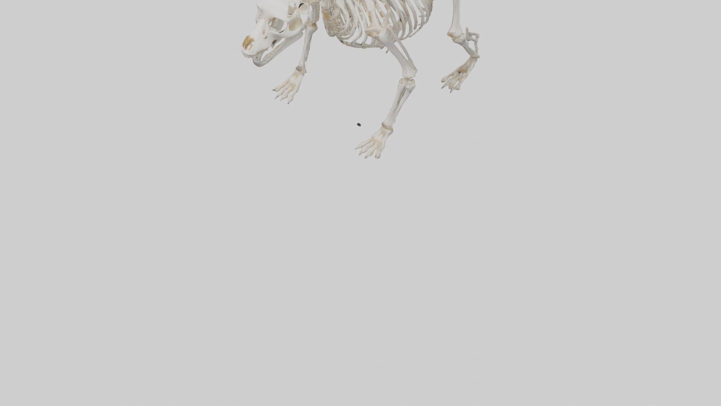3D model Bear Skeleton model VR / AR / low-poly