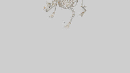 3D model Bear Skeleton model VR / AR / low-poly