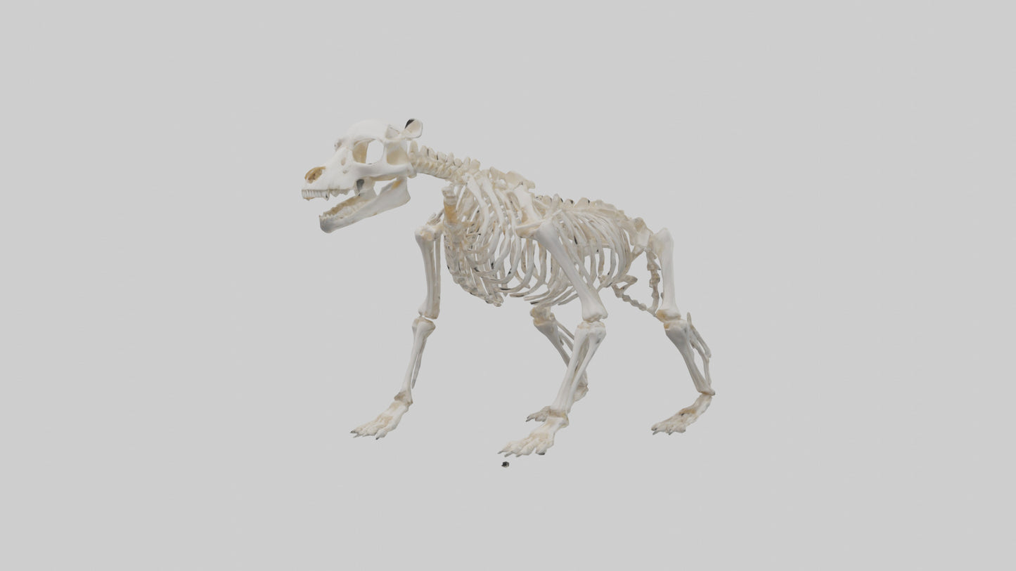 3D model Bear Skeleton model VR / AR / low-poly